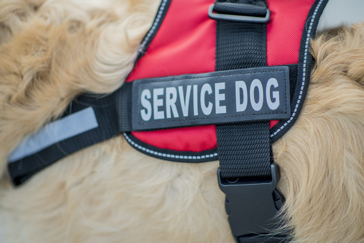 A golden retriever dog wears a service dog harness to indicate that it is a support animal.